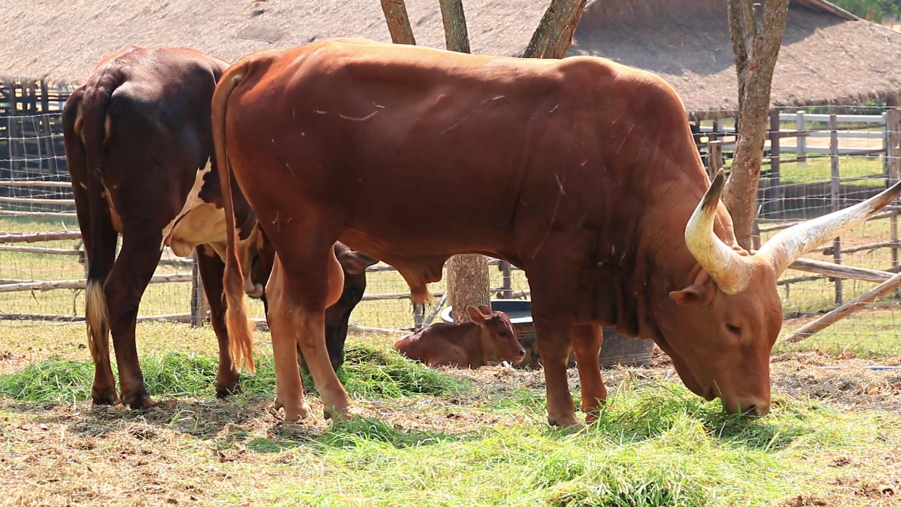 瓦图斯牛群(Ankole-Watusi)在畜牧场吃草视频素材