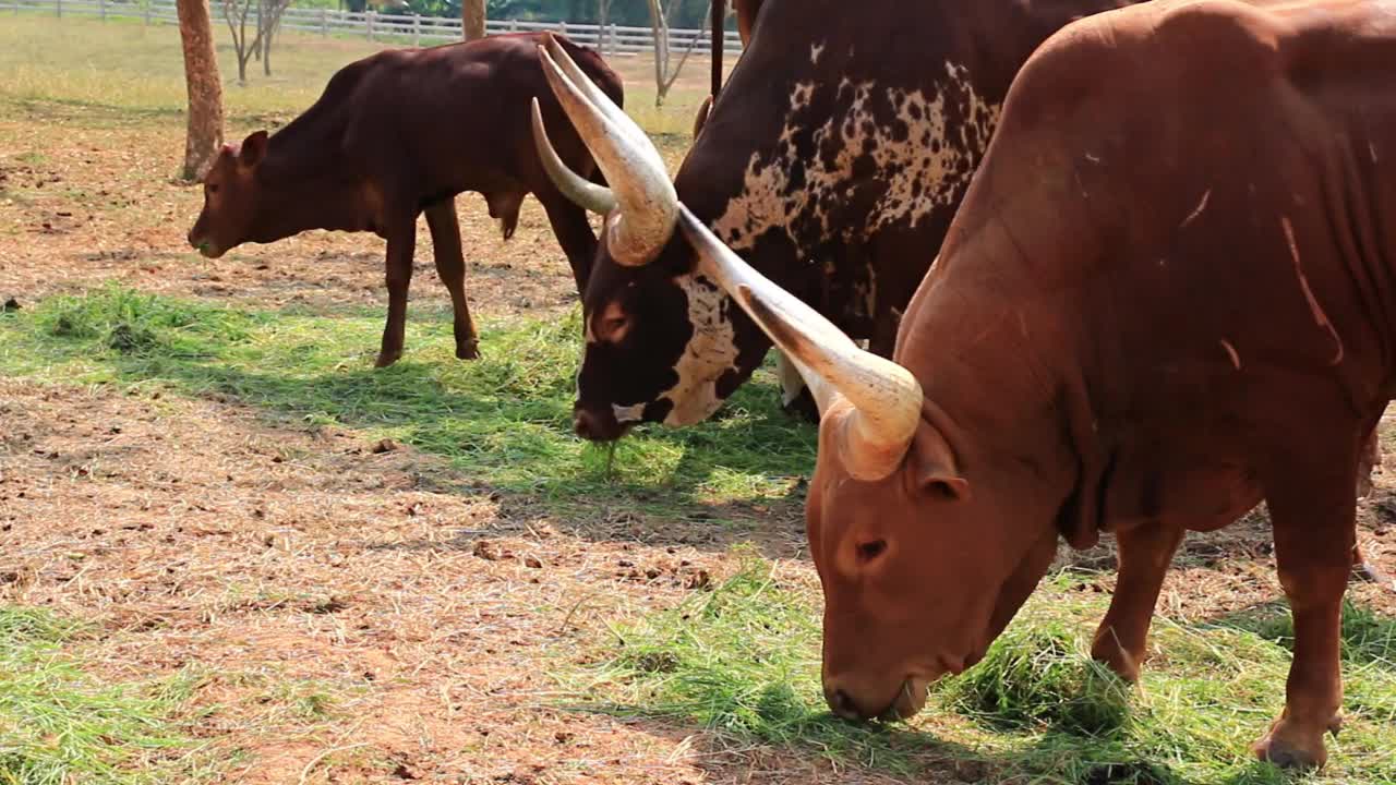 瓦图斯牛群(Ankole-Watusi)在畜牧场吃草视频素材