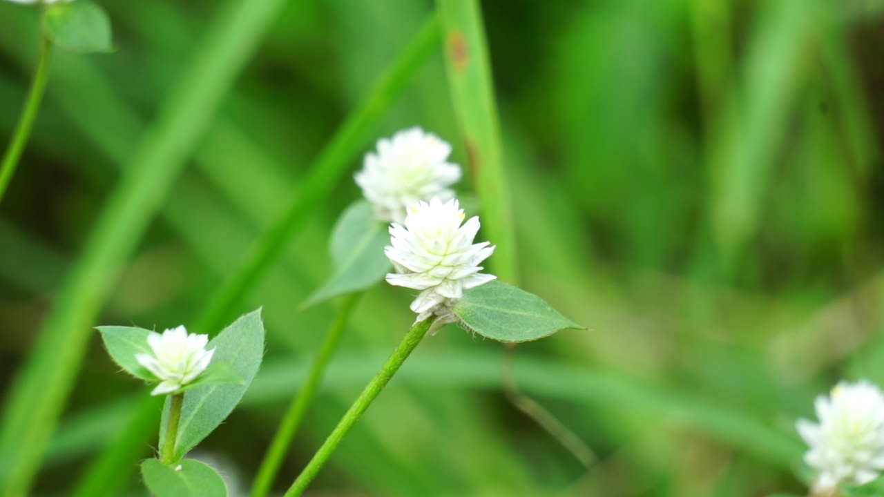 带有自然背景的Gomphrena serrata。该植物属于苋科，由多种植物组成，可用于营养和传统民间医药。视频素材