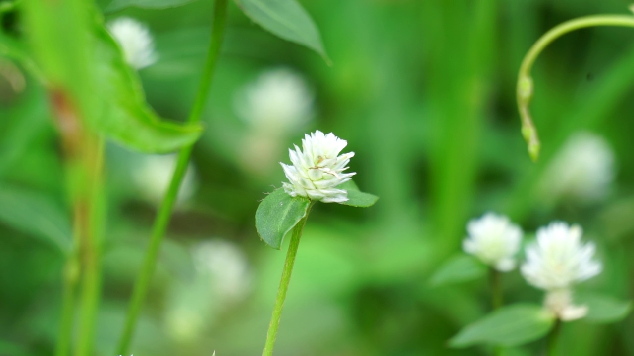 带有自然背景的Gomphrena serrata。该植物属于苋科，由多种植物组成，可用于营养和传统民间医药。视频素材