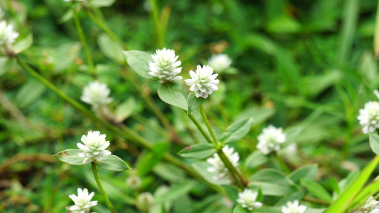 带有自然背景的Gomphrena serrata。该植物属于苋科，由多种植物组成，可用于营养和传统民间医药。视频素材