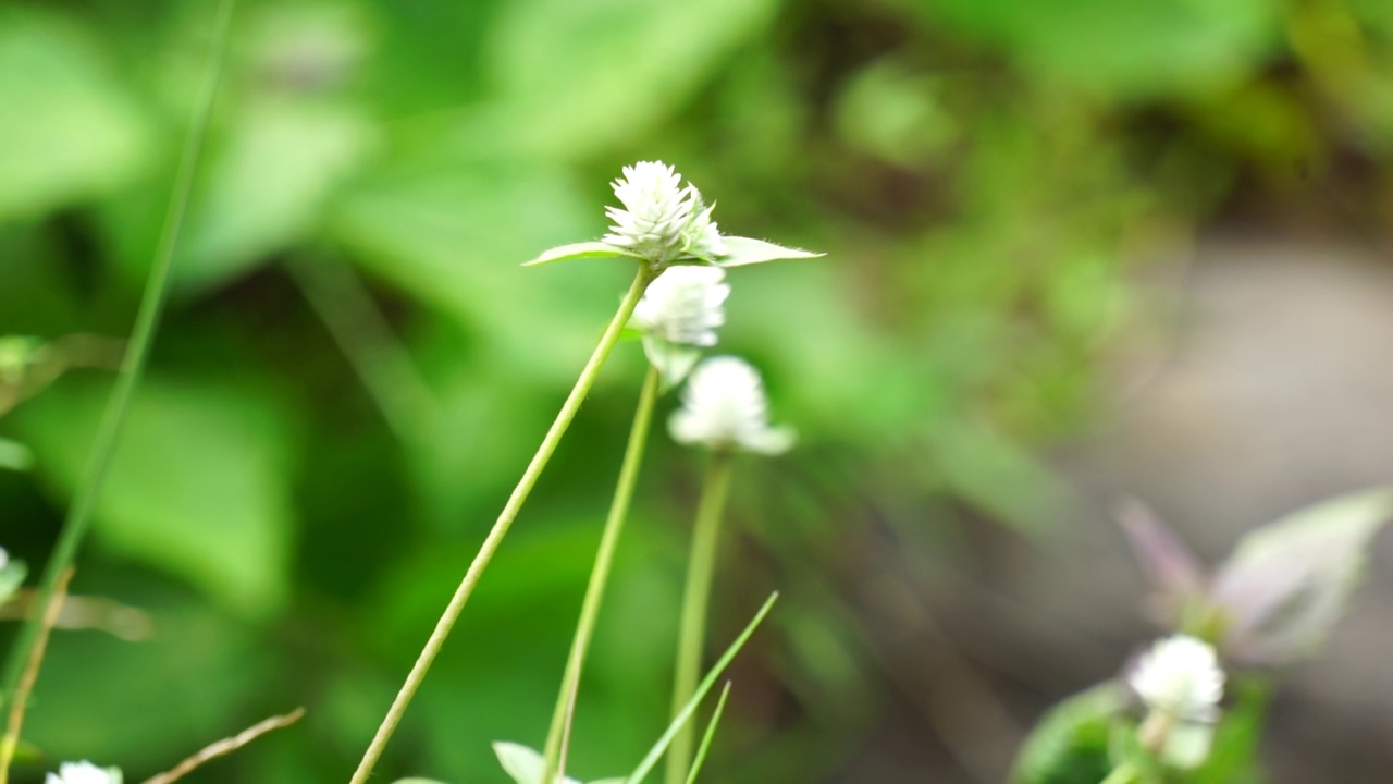 带有自然背景的Gomphrena serrata。该植物属于苋科，由多种植物组成，可用于营养和传统民间医药。视频素材