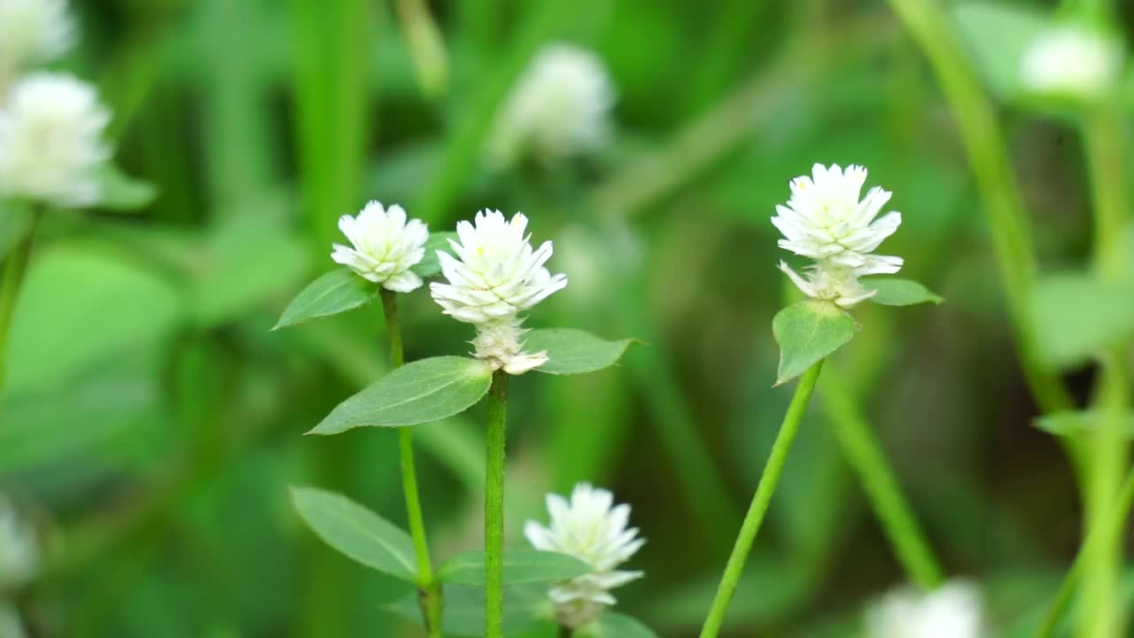 带有自然背景的Gomphrena serrata。该植物属于苋科，由多种植物组成，可用于营养和传统民间医药。视频素材