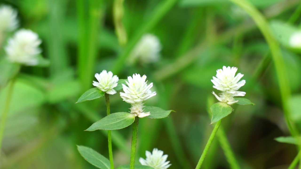 带有自然背景的Gomphrena serrata。该植物属于苋科，由多种植物组成，可用于营养和传统民间医药。视频素材