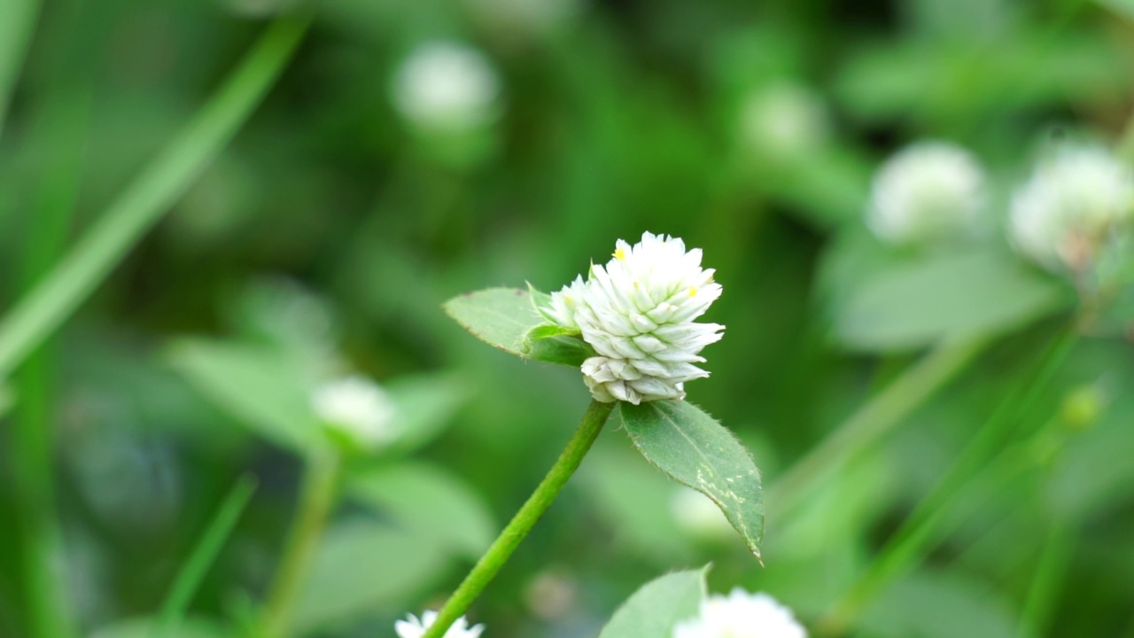 带有自然背景的Gomphrena serrata。该植物属于苋科，由多种植物组成，可用于营养和传统民间医药。视频素材