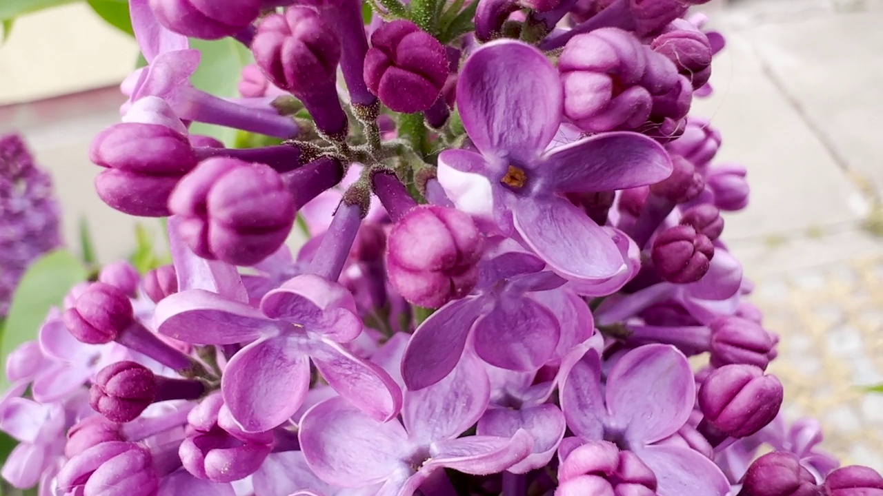 花园里盛开的丁香花视频素材