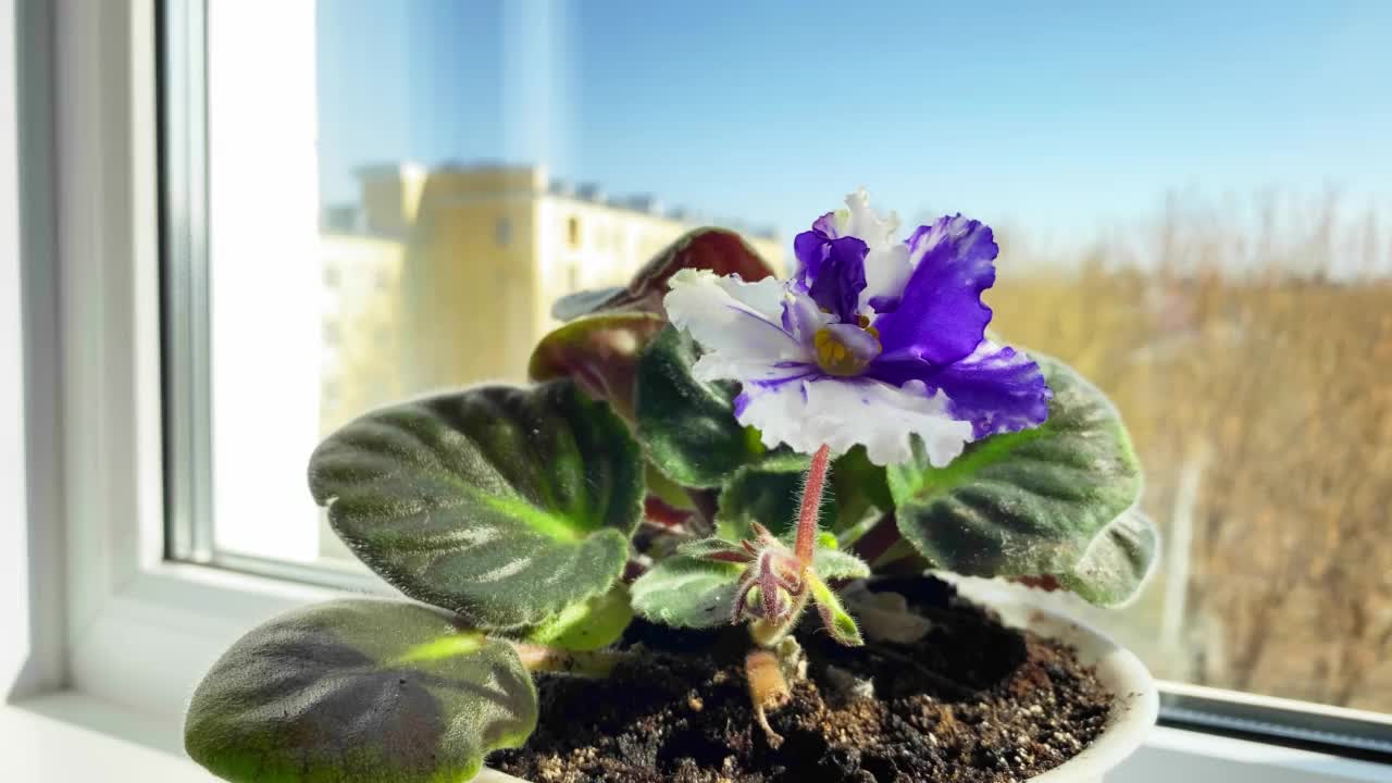 窗台上盛开的紫罗兰的特写。室内盆栽堇菜，花白色和蓝色视频素材