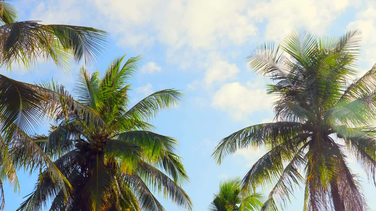 绿色的棕榈树映衬着天空。棕榈树在热带海岸，夏天的树。热带岛屿上的海滩。棕榈树在夕阳温暖的阳光。泰国椰子树的底部视图。视频素材