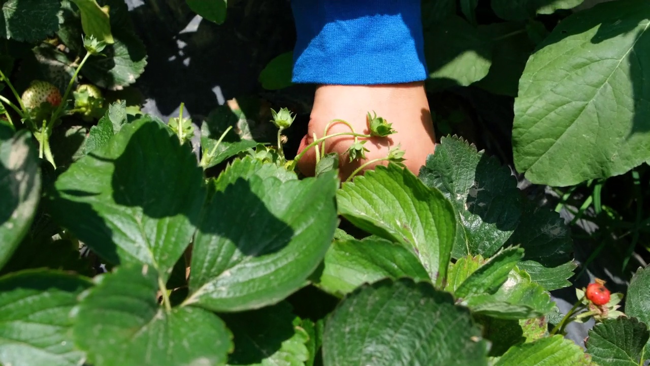 草莓种植视频素材