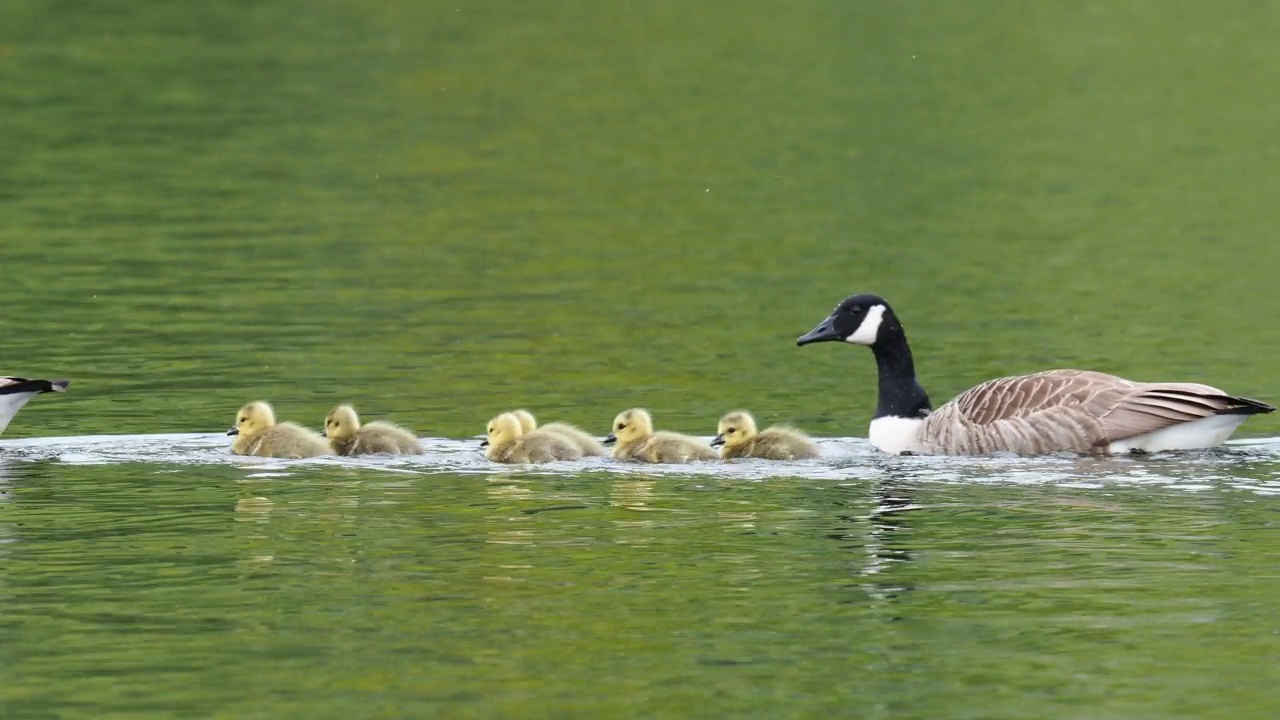 加拿大鹅，Branta canadensis，带着小鹅，在温德米尔湖，安布尔塞德，湖区。视频素材