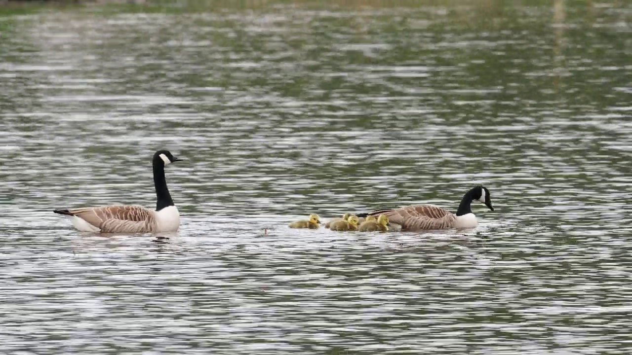 加拿大鹅，Branta canadensis，带着小鹅，在温德米尔湖，安布尔塞德，湖区。视频素材