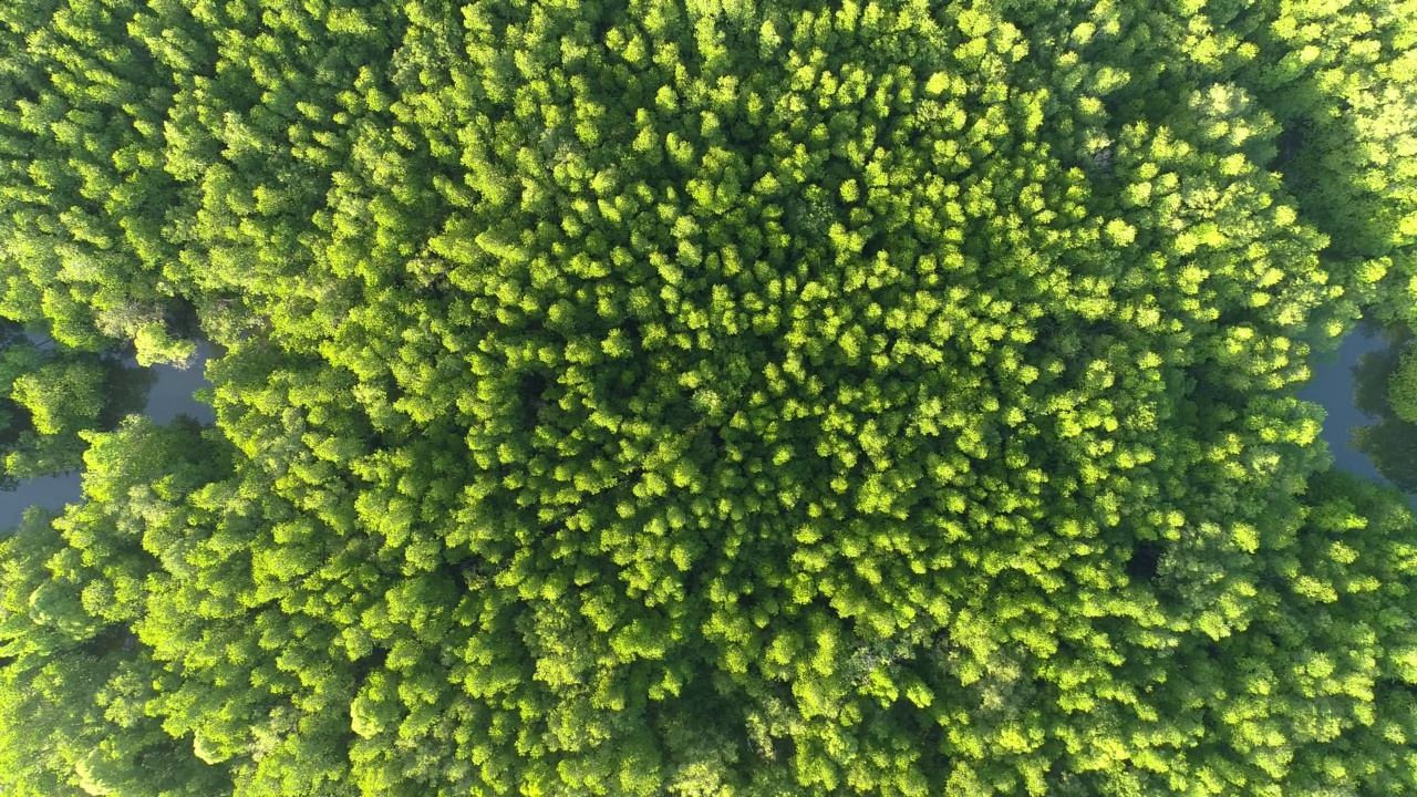 鸟瞰图在早上俯瞰美丽的红树林树木无人机飞行在海上和红树林景观高角度动态航拍令人惊叹的自然景观视频素材