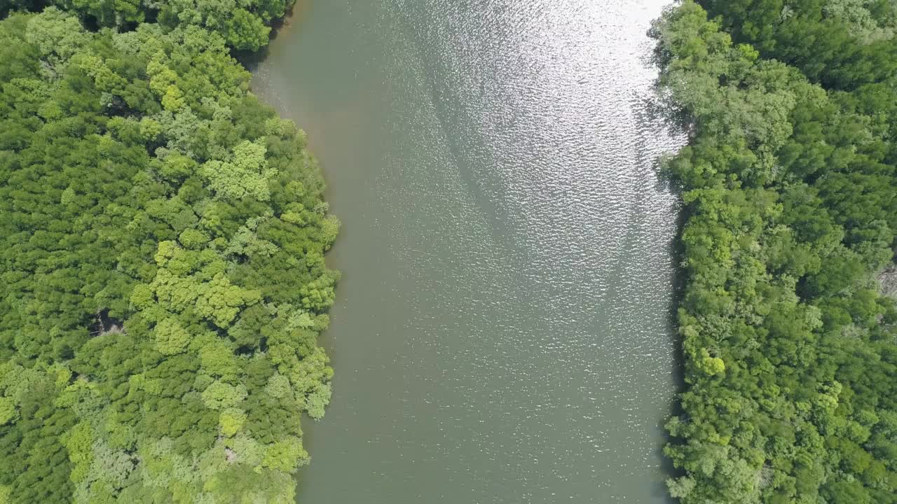 鸟瞰图在早上俯瞰美丽的红树林树木无人机飞行在海上和红树林景观高角度动态航拍令人惊叹的自然景观视频素材