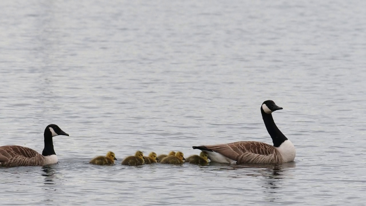 加拿大鹅，Branta canadensis，带着小鹅，在温德米尔湖，安布尔塞德，湖区。视频素材