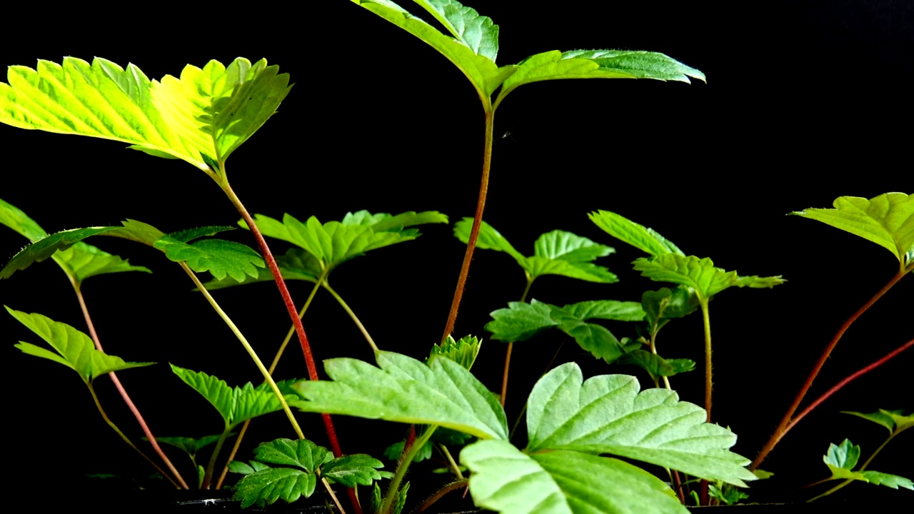 黑色背景上的草莓叶。视频素材