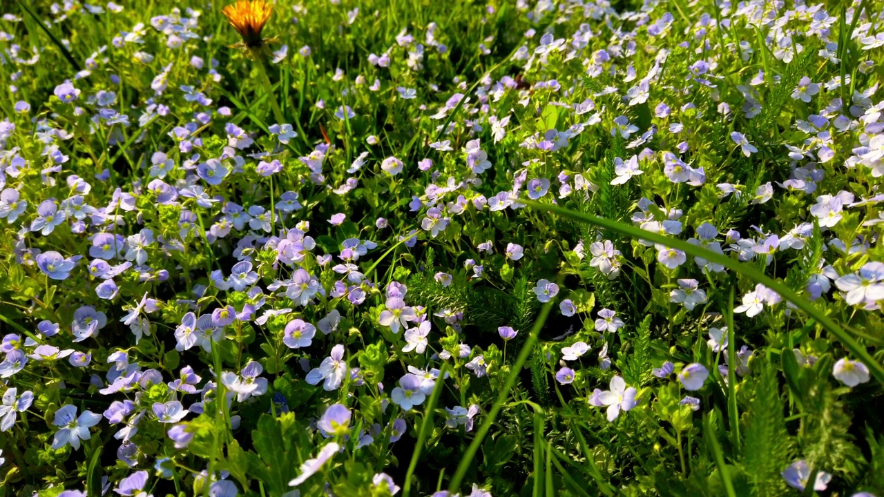 春天公园里的草和海葵花。视频素材