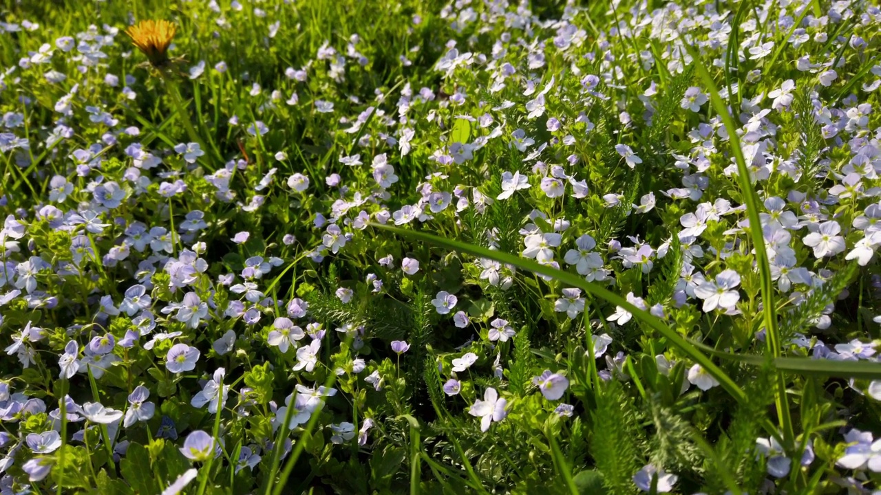 春天公园里的草和海葵花。视频素材