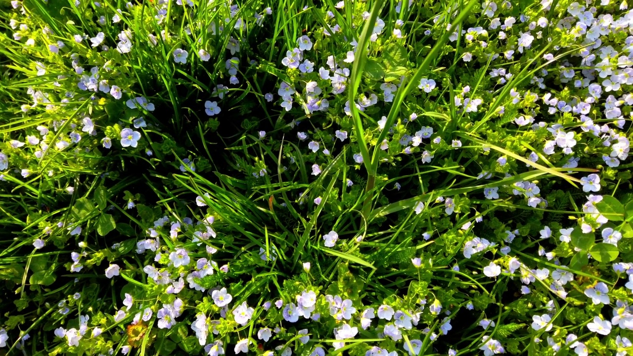 春天公园里的草和海葵花。视频素材