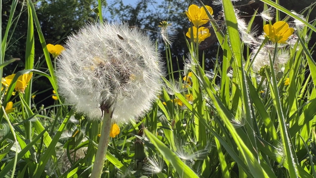 有种子的野花视频下载