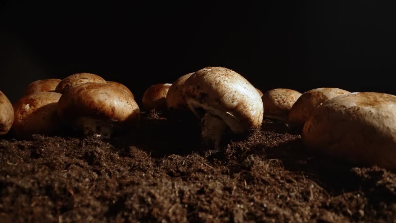 在农场种植棕冠菇。视频素材