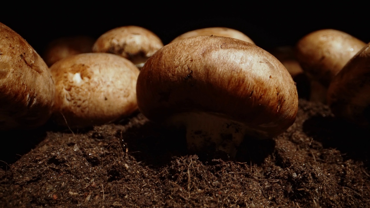 在农场种植棕冠菇。视频素材