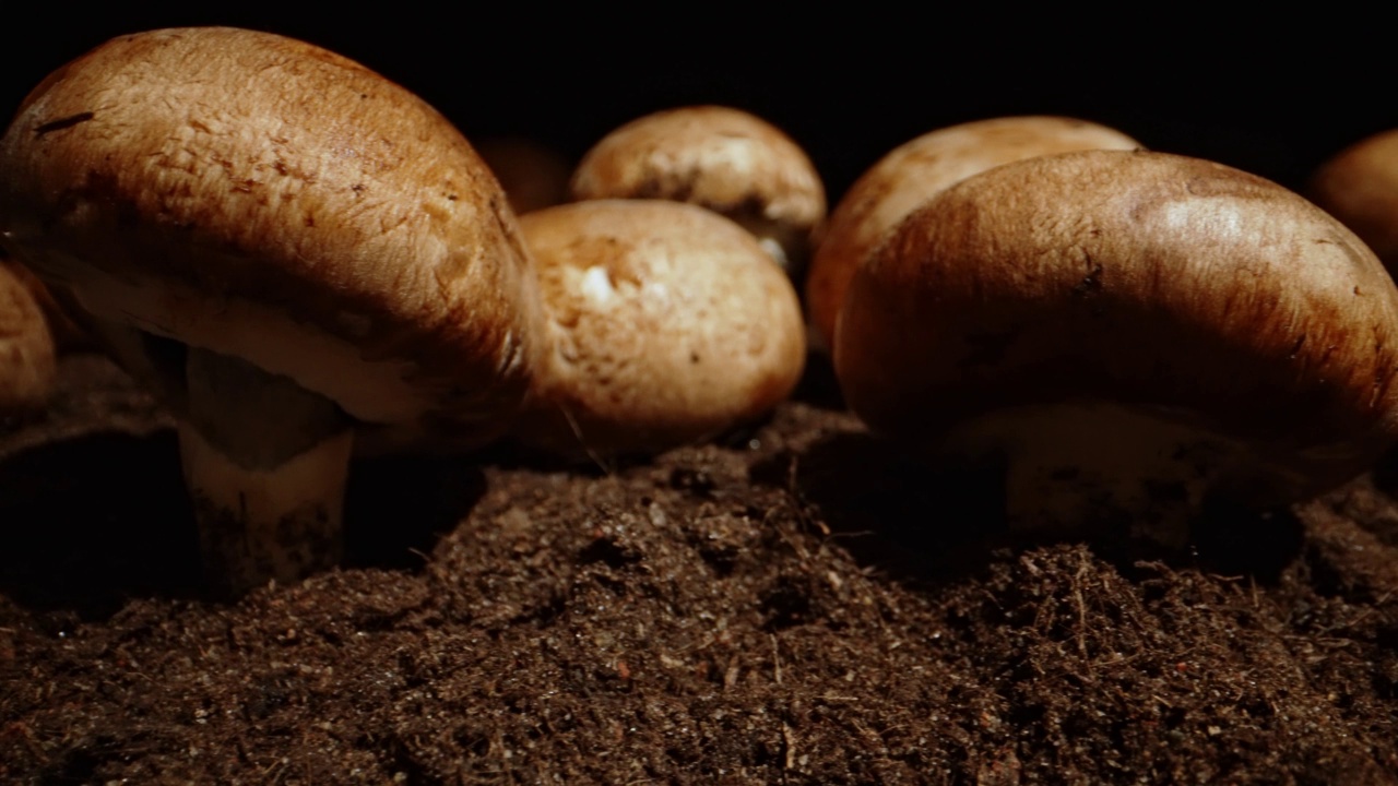 在农场种植棕冠菇。视频素材