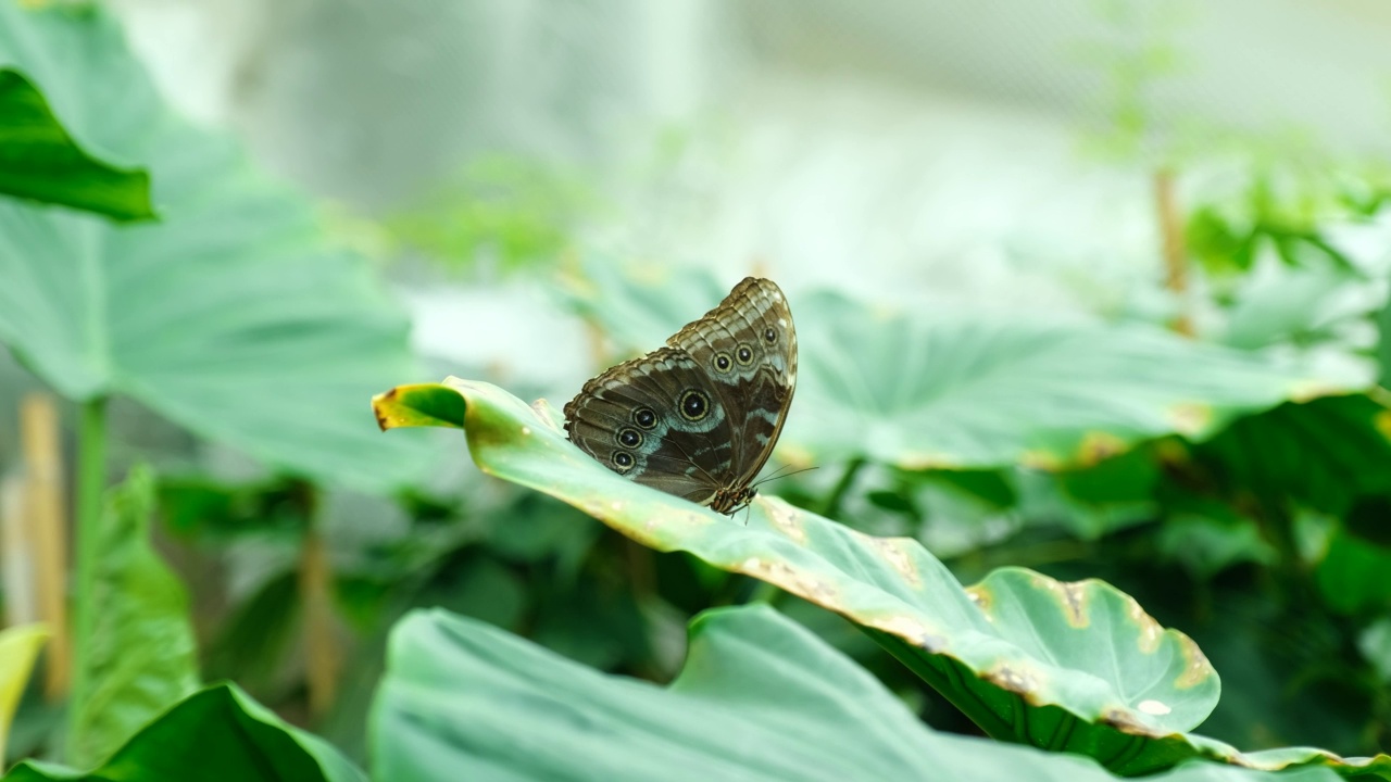 热带雨林里美丽的蝴蝶以花为食视频素材