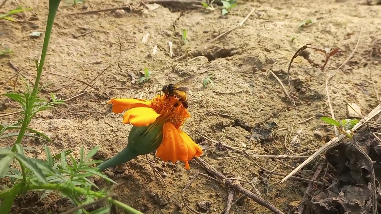 蜜蜂在花上。视频素材