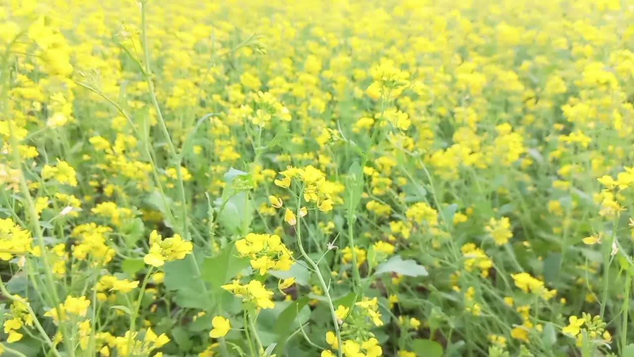 印度奥里萨邦农田里的芥菜花。视频素材