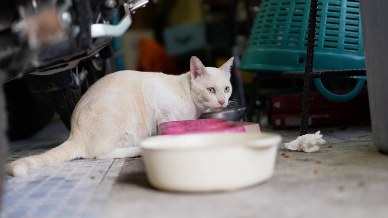 猫吃干猫粮视频素材