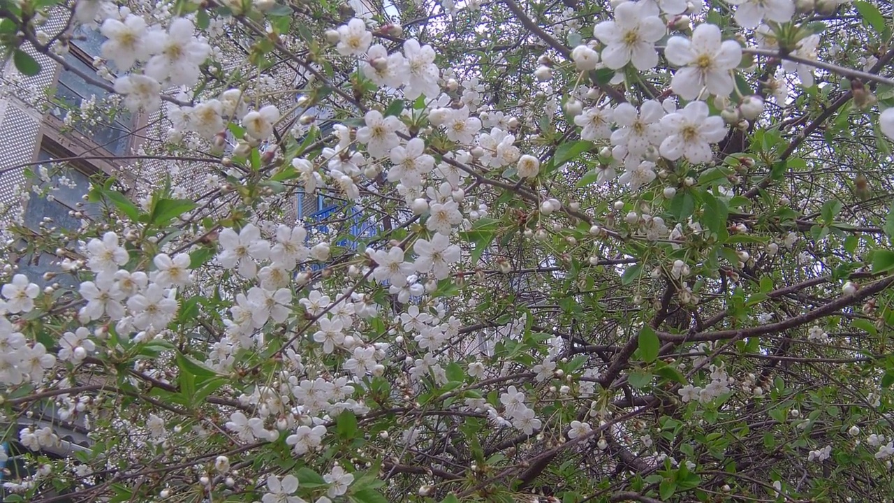 樱花视频素材