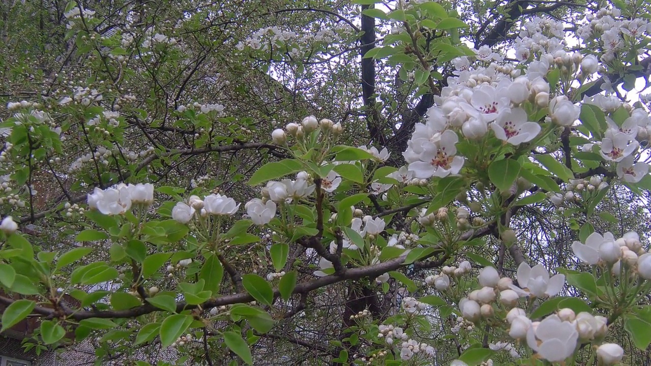 春天开花视频素材