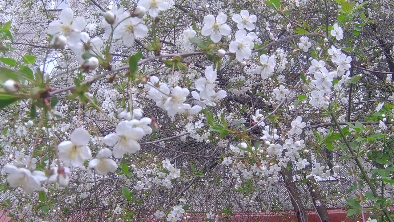 樱花视频素材