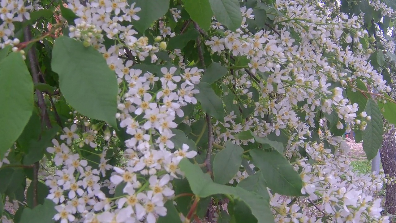 樱花视频素材