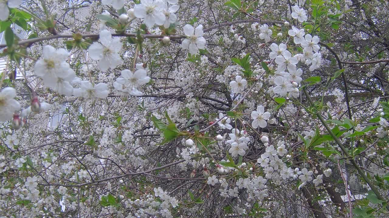 樱花视频素材