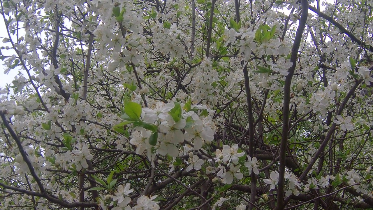 樱花视频素材