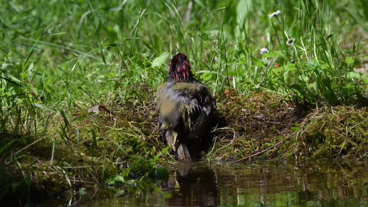 欧洲绿啄木鸟清洗(Picus viridis)视频素材