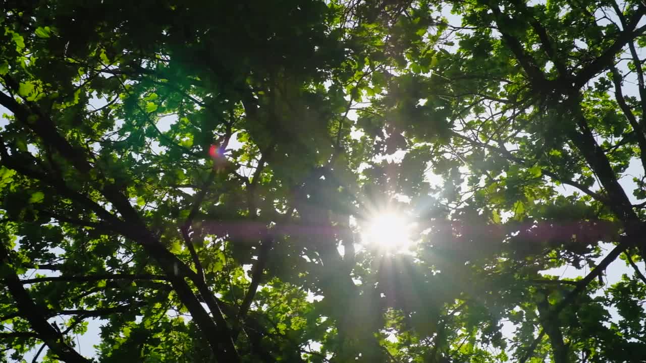 阳光从树枝上照射到天空。底视图视频下载