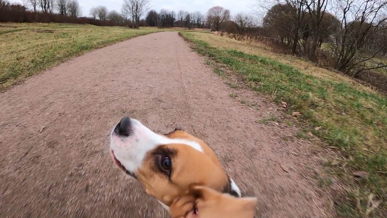 顽皮而活跃的小猎犬沿着地面的小路奔跑，然后转身，慢慢地吠叫视频素材