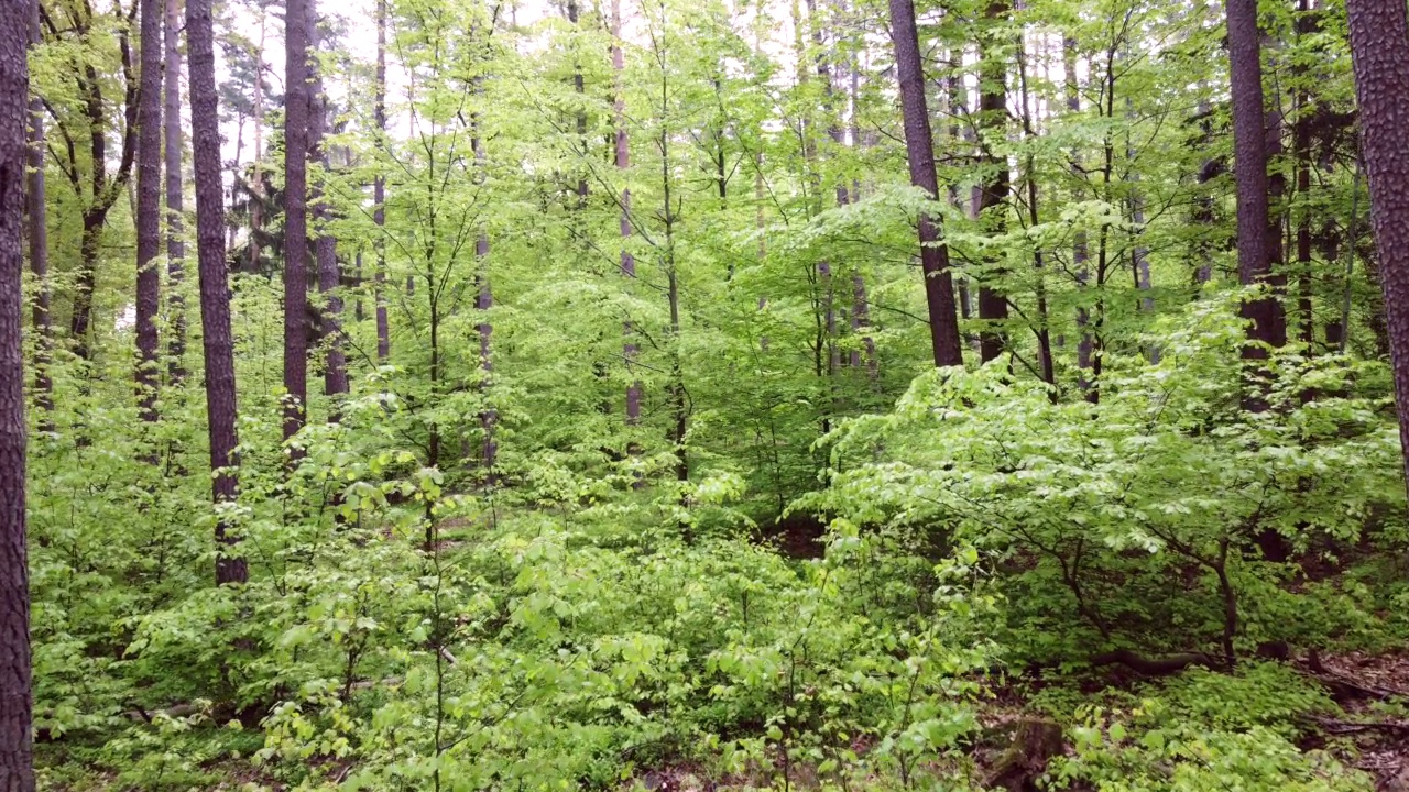 无人机飞过春天的绿色落叶林，山毛榉林，fagus视频素材