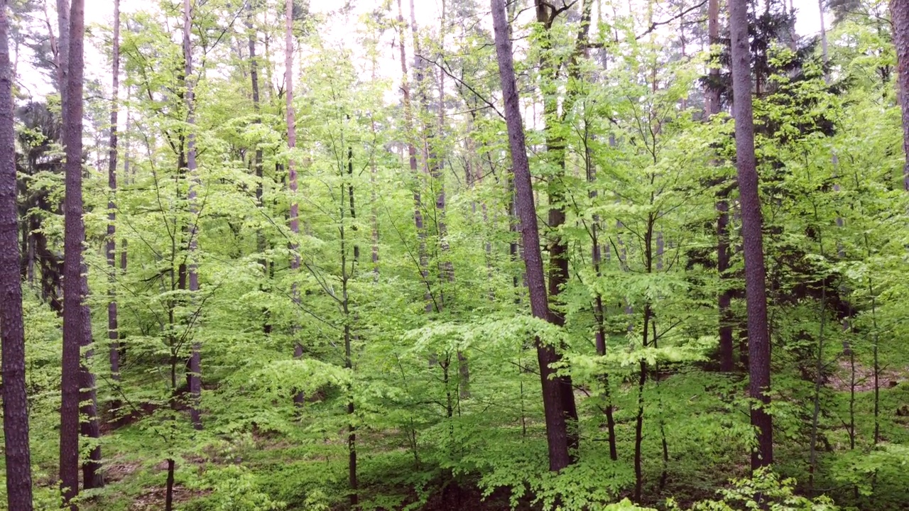 无人机飞过春天的绿色落叶林，山毛榉林，fagus视频素材