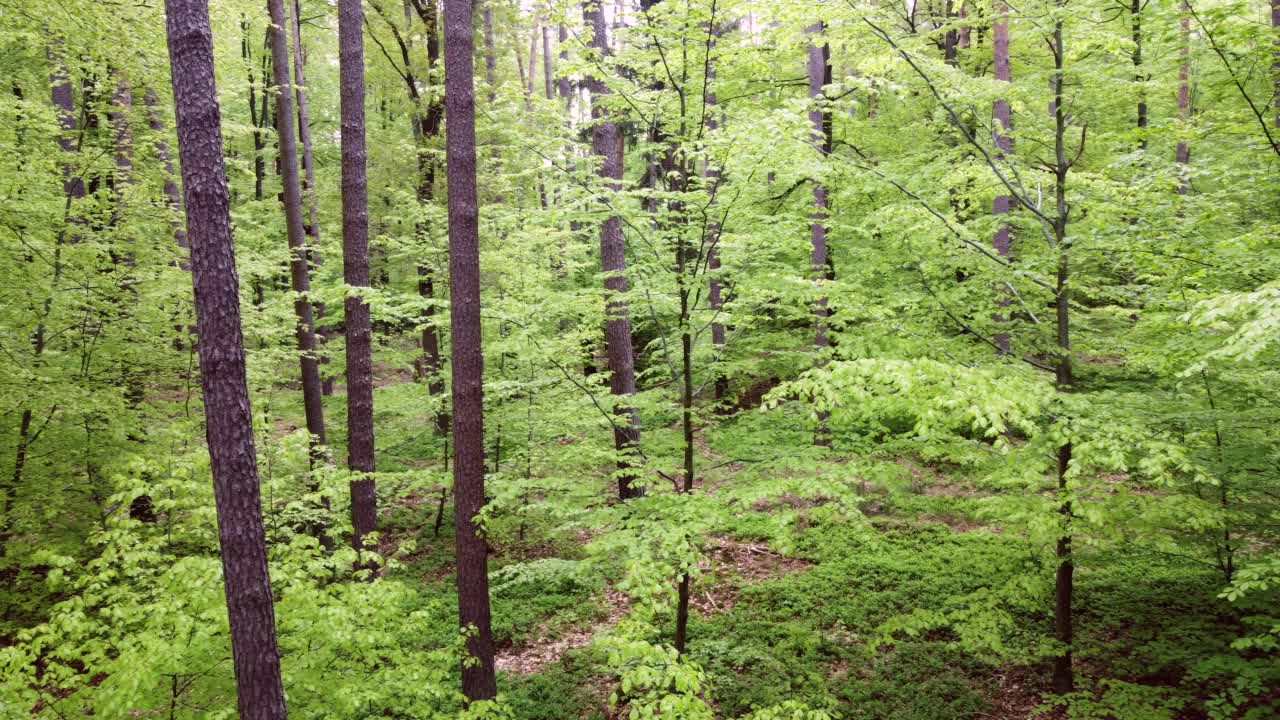 无人机飞过春天的绿色落叶林，山毛榉林，fagus视频素材