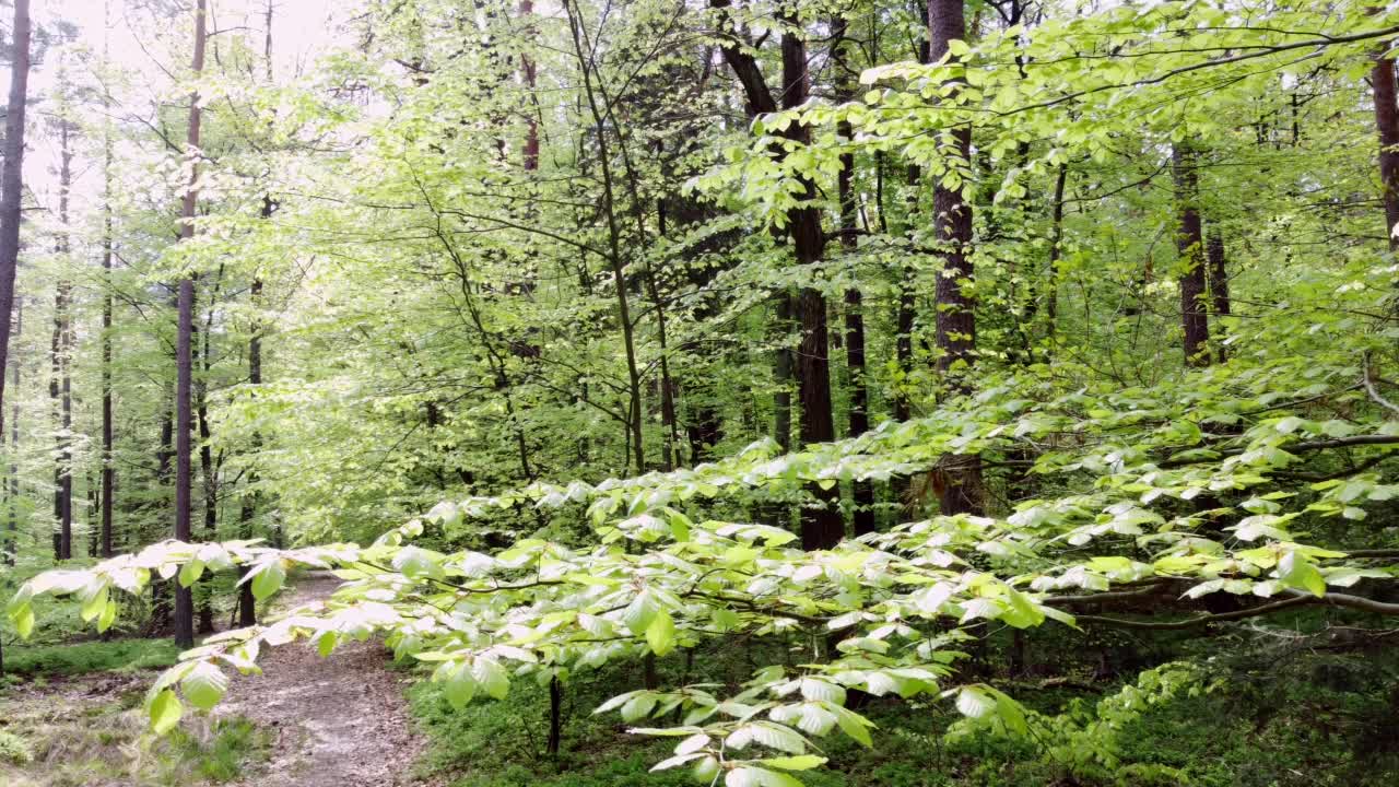 无人机飞过森林小路，穿过春天的绿色落叶林、山毛榉林、fagus视频素材