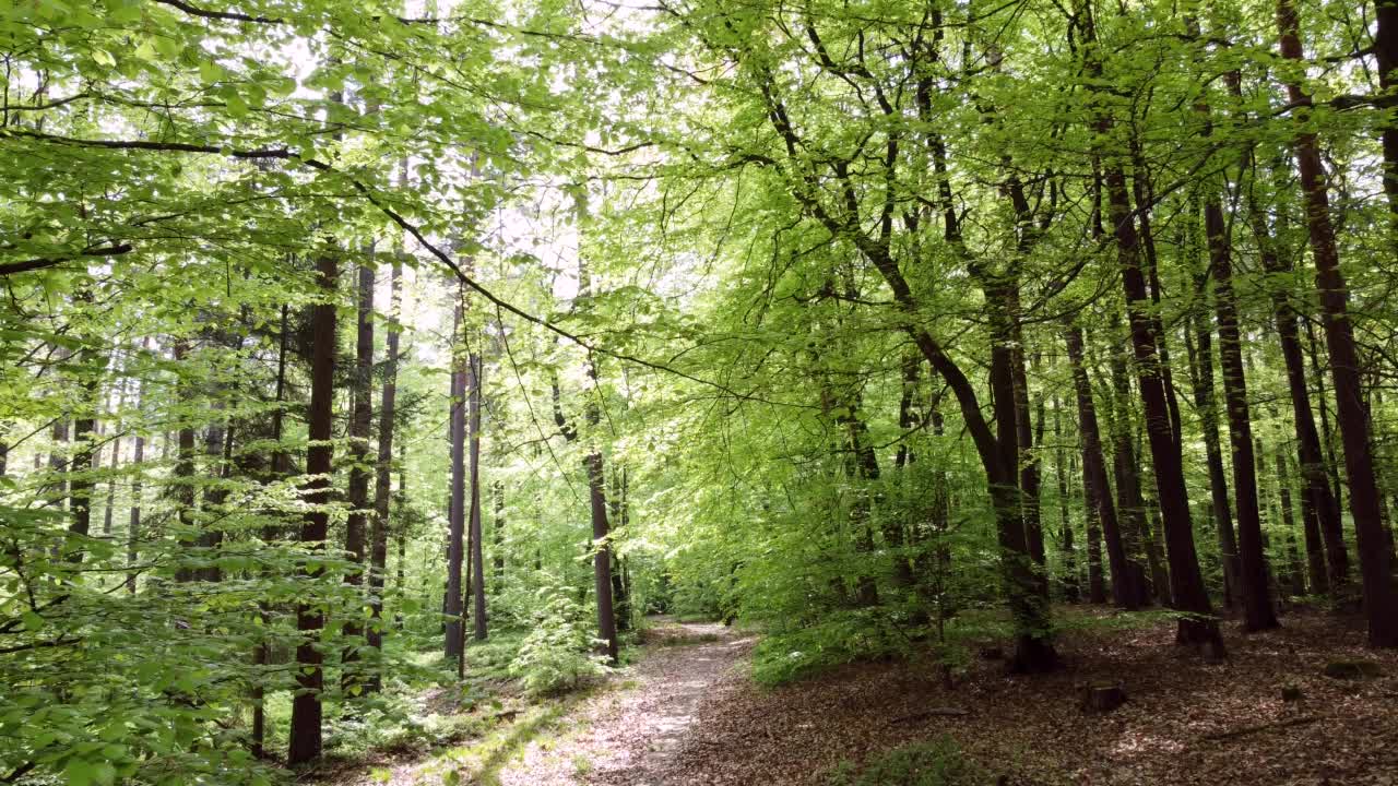 无人机飞过森林小路，穿过春天的绿色落叶林、山毛榉林、fagus视频素材