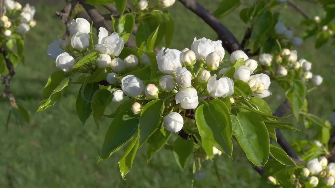 白果园花朵视频素材