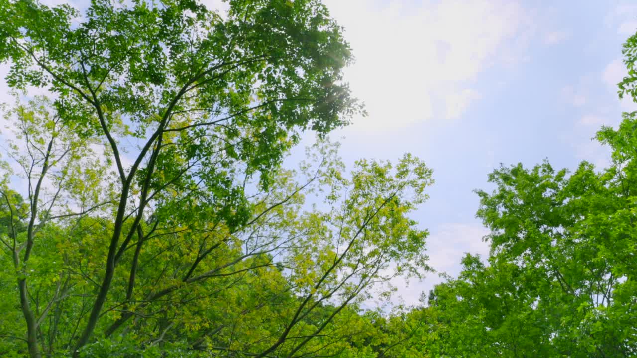 春天的植物带有明亮的绿色视频素材