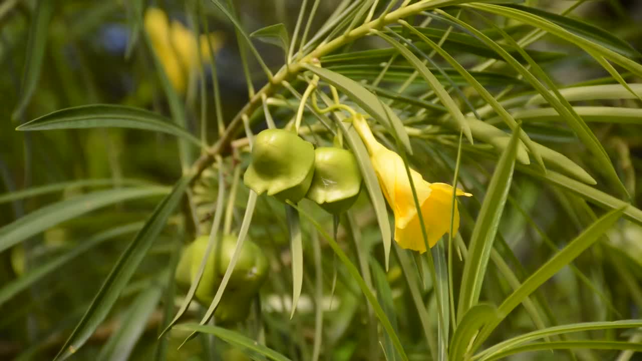 小号花视频素材