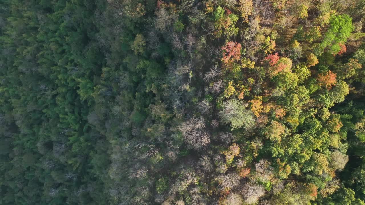 航拍秋天的森林视频素材