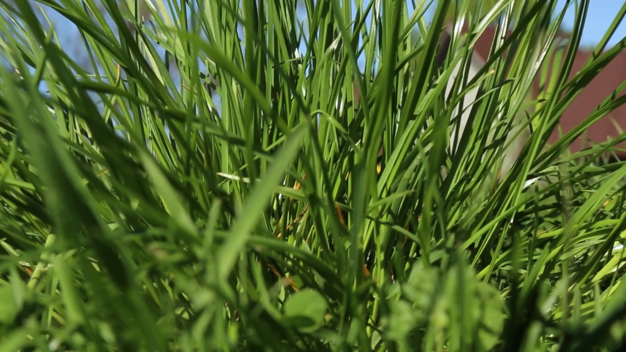 绿油油的草坪小草在风中飘动。视频素材