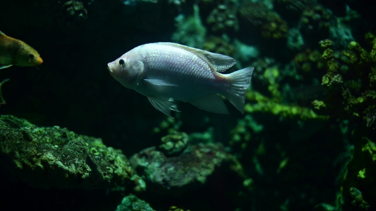 深水鱼活泼水族馆的热带鱼、匙鱼、罗非鱼等多种鱼类，日常生活中可以用泰式鱼来烹饪食物。视频素材